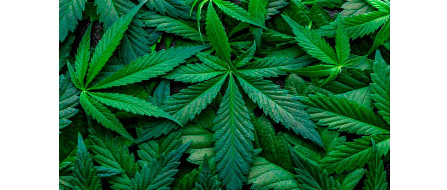How to tell good cannabis from bad
