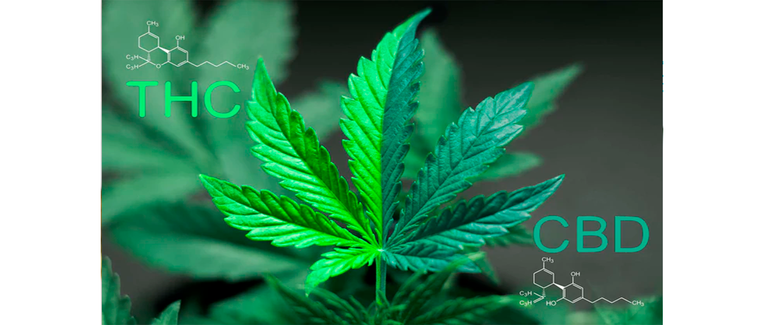 How does cannabis affect the body?